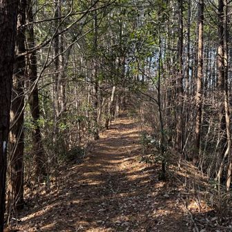 スキップできるくらいの尾根道。
歩きやすいです。