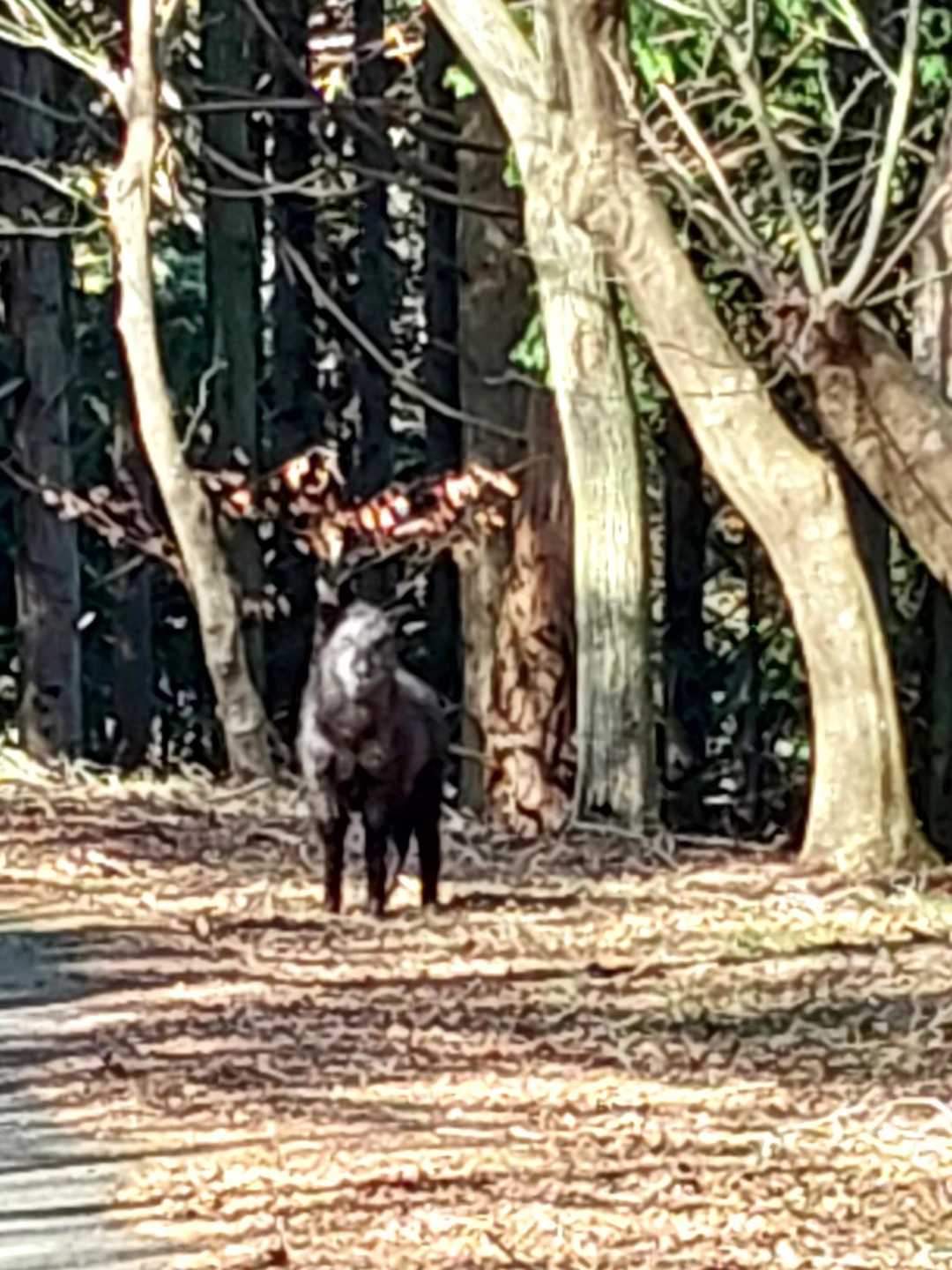 帰り始めてすぐのところでカモシカちゃん😳