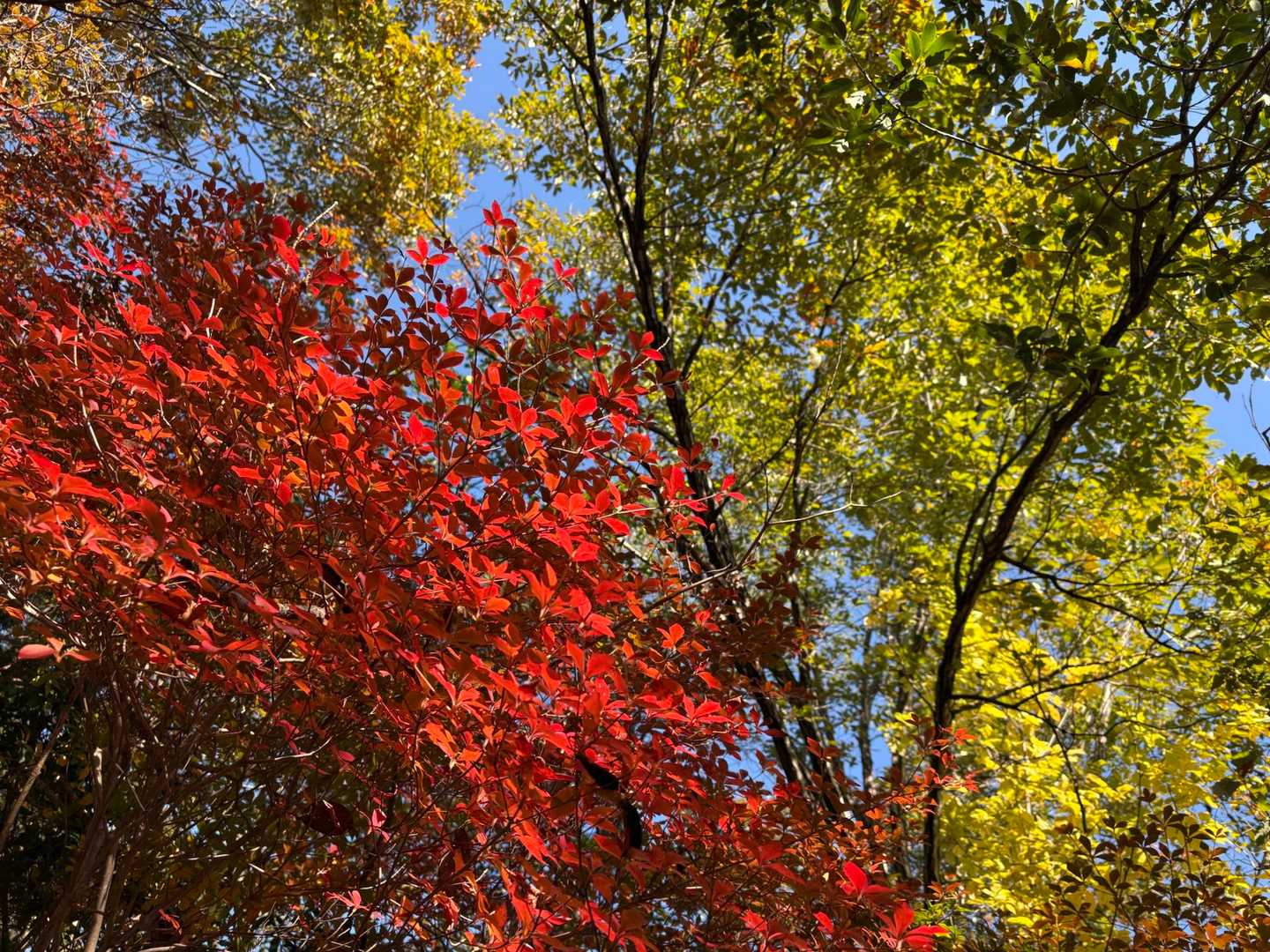 各アルも綺麗になってきたね。
