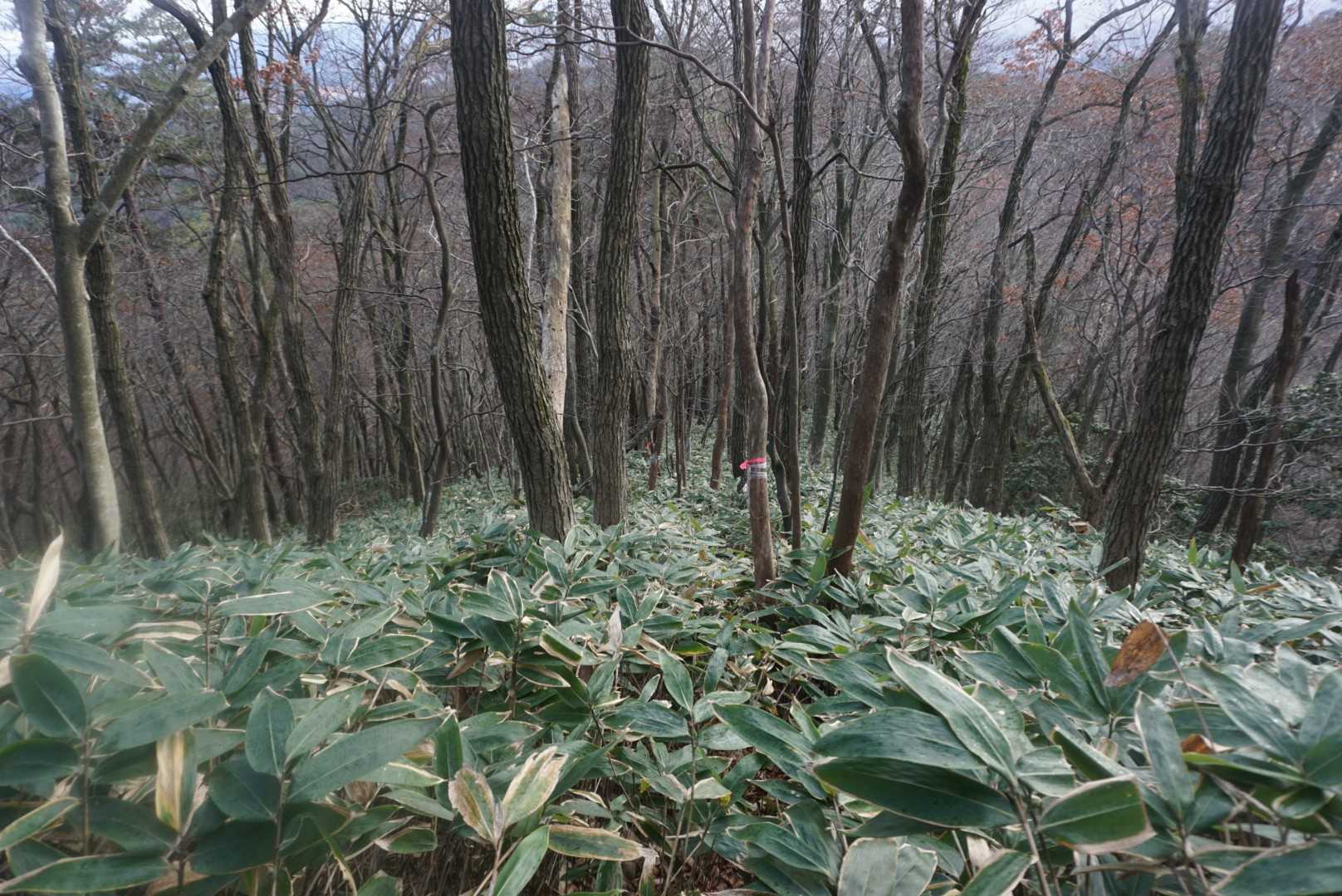 笹海を泳いで湯谷山を目指します。