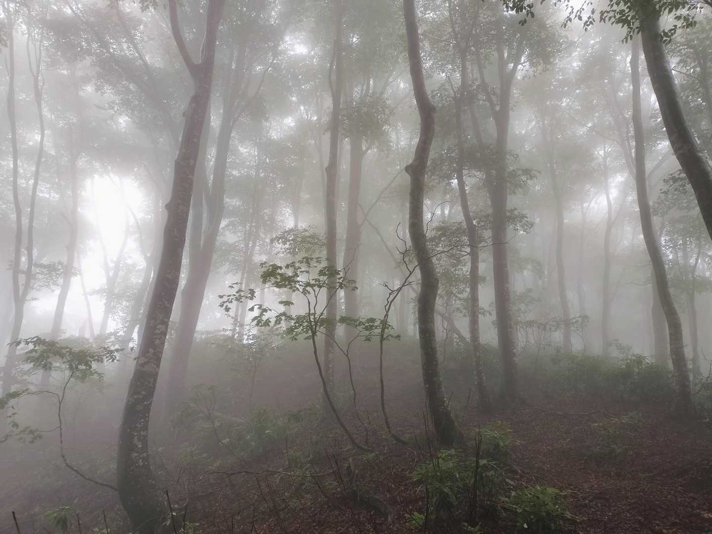 ガスのせいか山道を見失いがちに