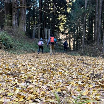 関東百名山「石裂山」※おざくさん
🟡🟡銀杏を踏み締めまもなくゴールです‼️
アスレチック感満喫満足^_^お疲れ様でした♪
