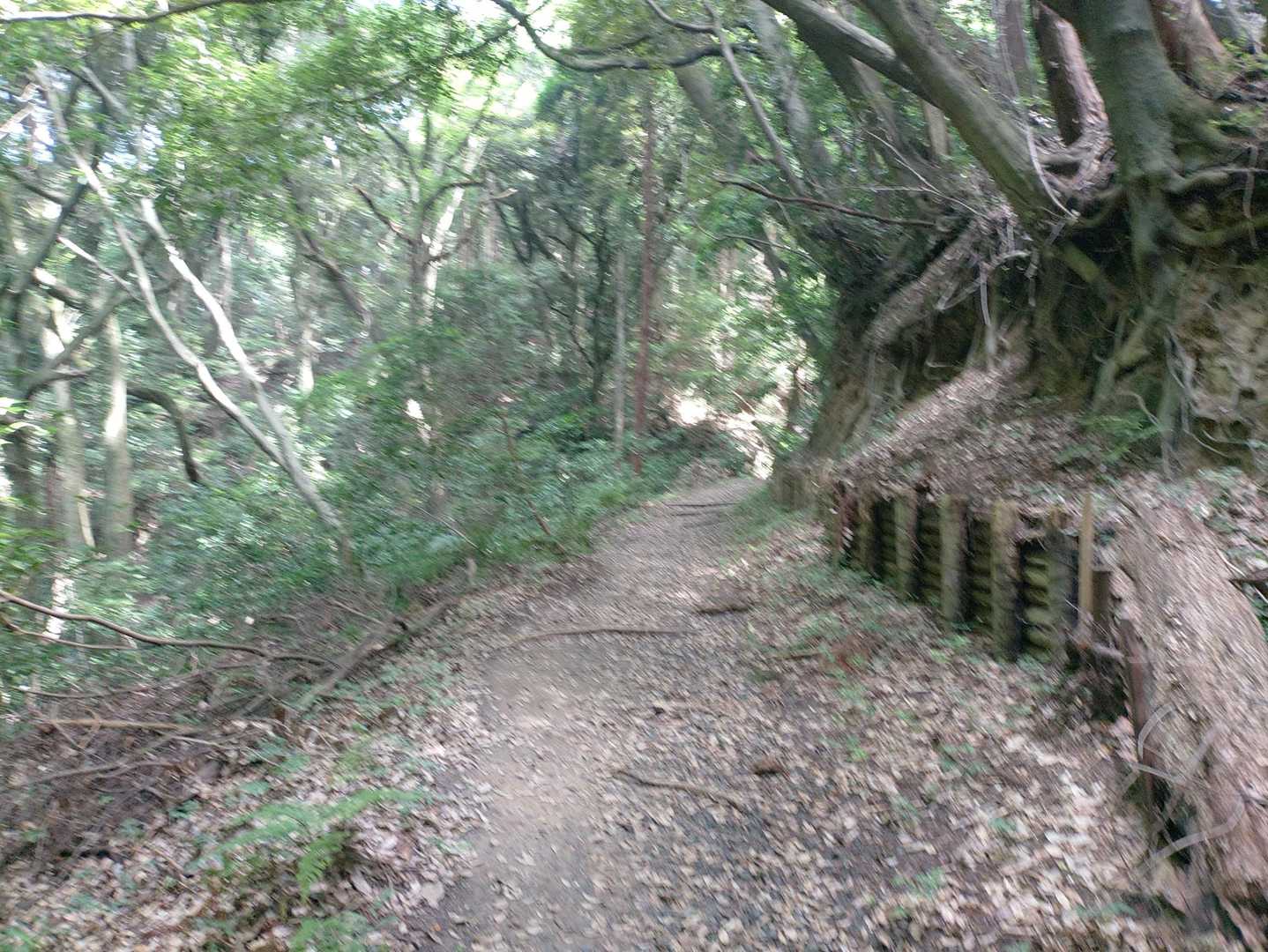 日陰も暑い