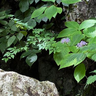 山アジサイ