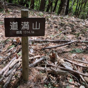 下山は道満尾根。新緑のトンネルに癒やされた〜