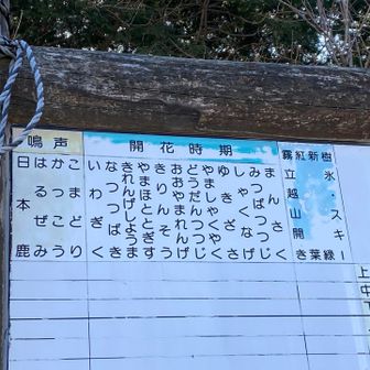 色んな花が咲くようです💕