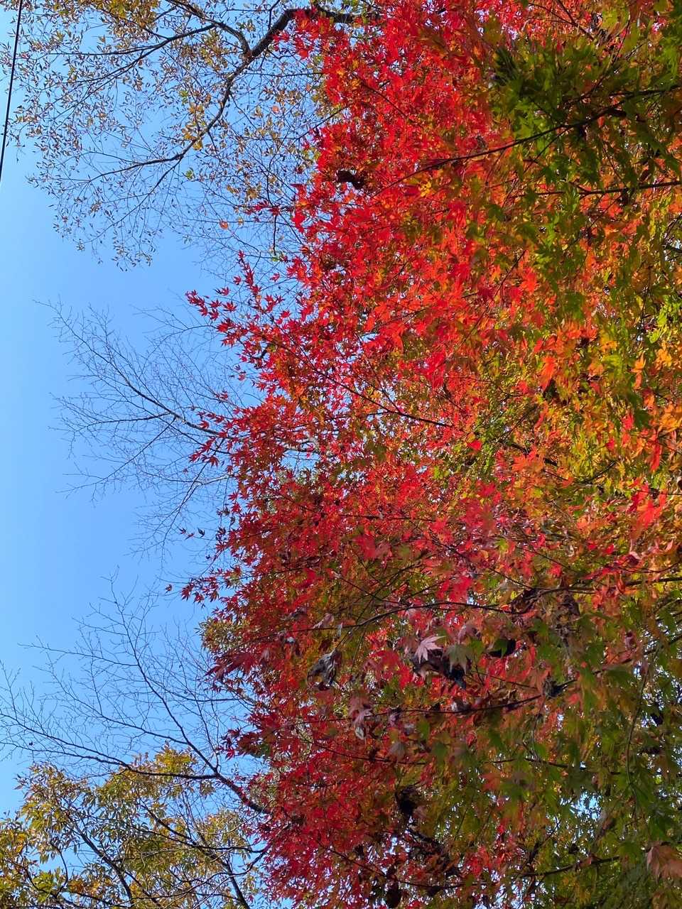 鮮やかな紅葉🍁