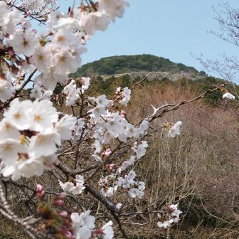 花見の良い季節になりましたね。