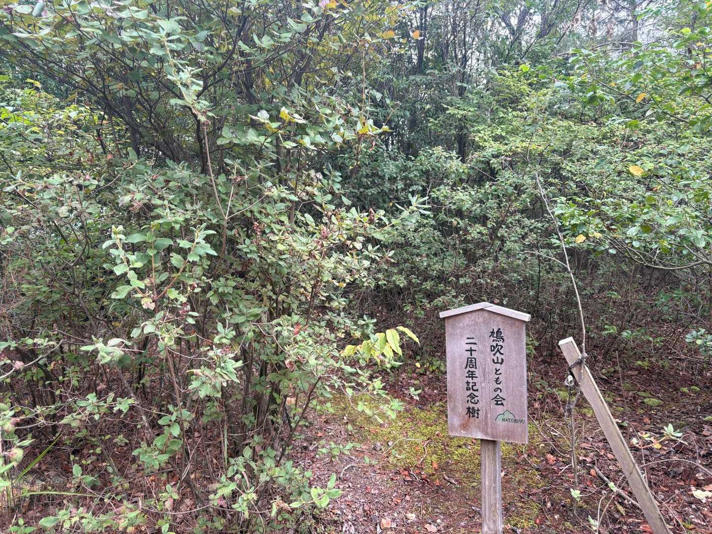 ここからは
階段なくなるから
楽ちん😀