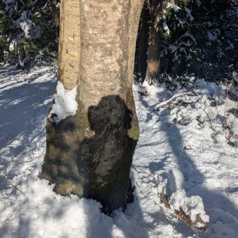 　　　幹も大丈夫　　1️⃣