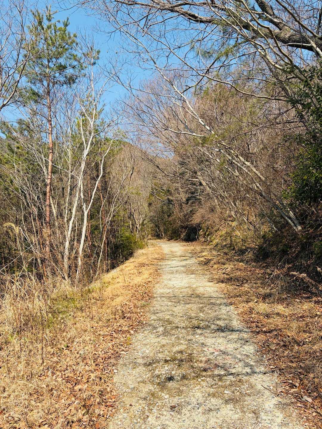 ほとんどこんな感じの道🛣️
舗装されてる感じの緩やかな坂道がゆるゆると続く🚶‍➡️