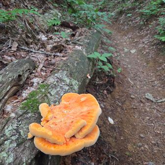 マスタケ?🍄
下山の時なくなってたんだけど…😑