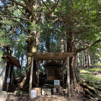 行者杉
前回はここで休んだ記憶。