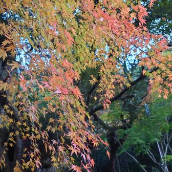 薬王院の近く、グラデーションで綺麗(^^♪