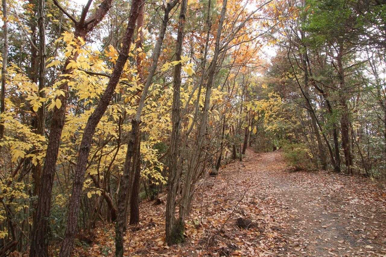 西高森山 周回コースの写真