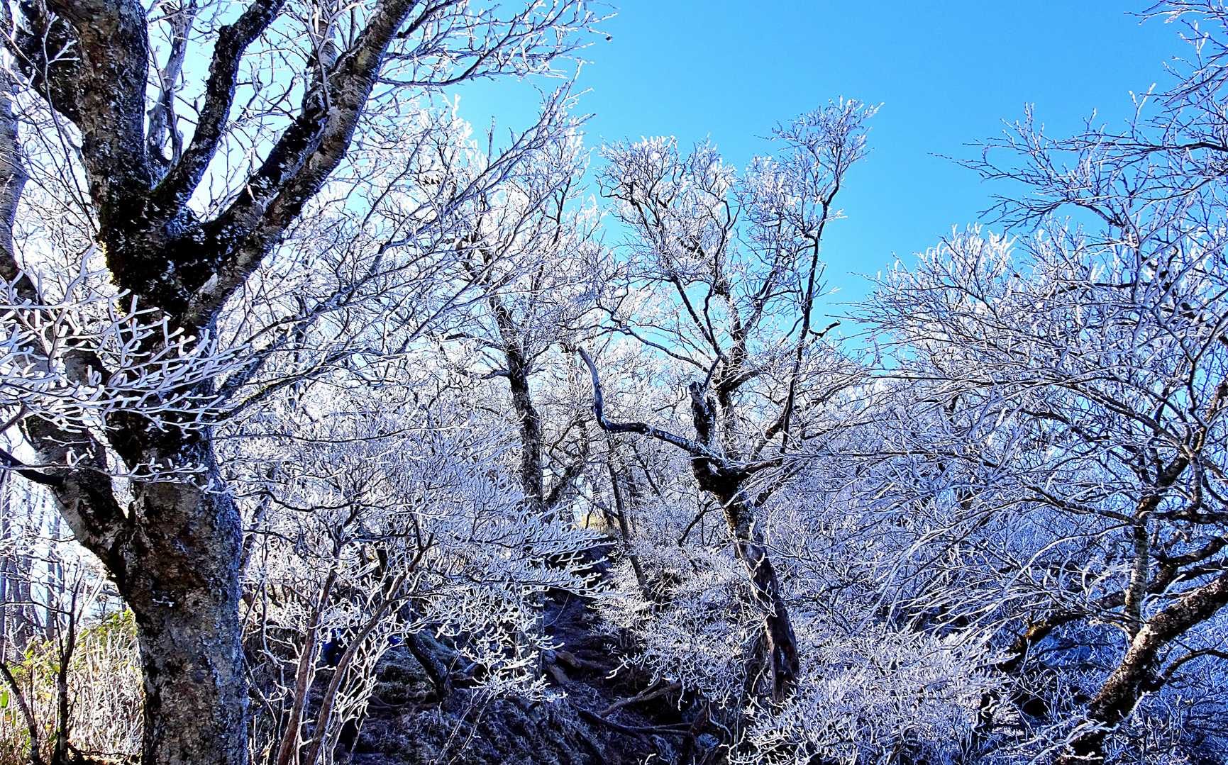 山頂に・・白い花が咲きました💖