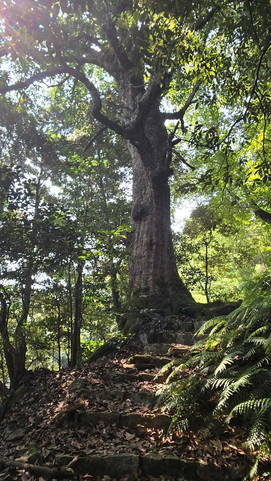 岳山 往復コースの写真