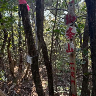 遥拝所からシダシダゾーンを越えて九条山ピーク✨