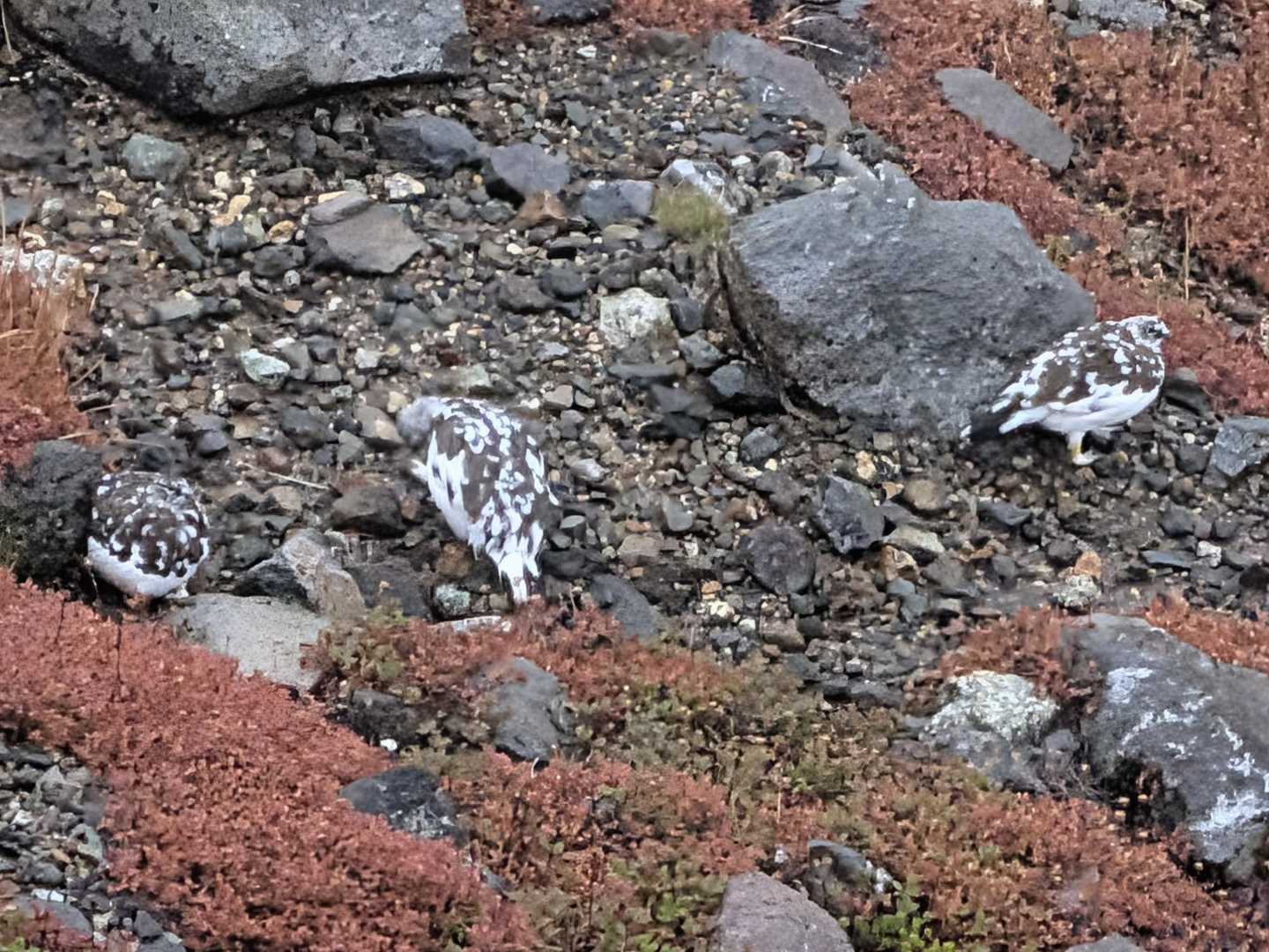 こんな日はライチョウ君がうじょうじょ😍かわいい〜