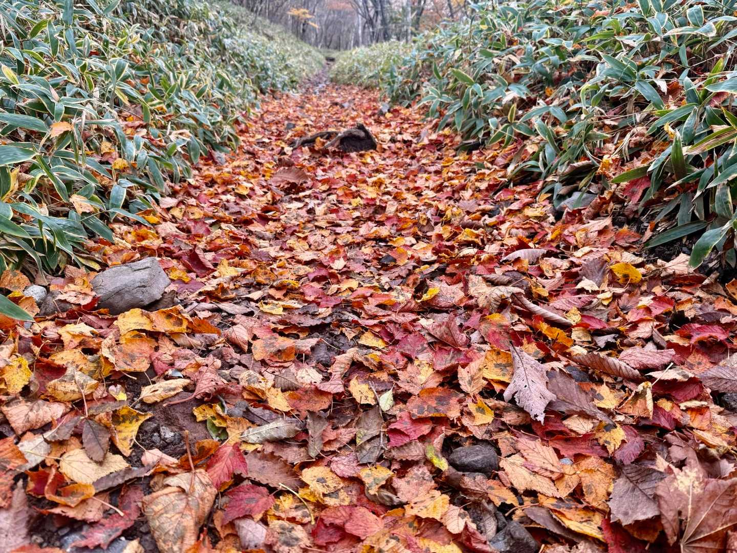 落葉の絨毯🍂