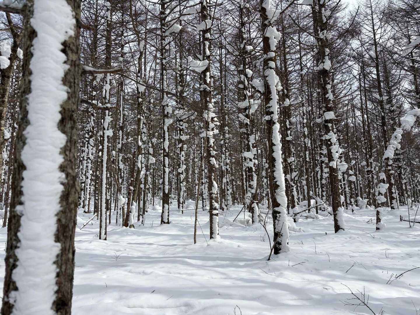 こっちからだと白い🤍
おせんべいの「雪の宿」みたい