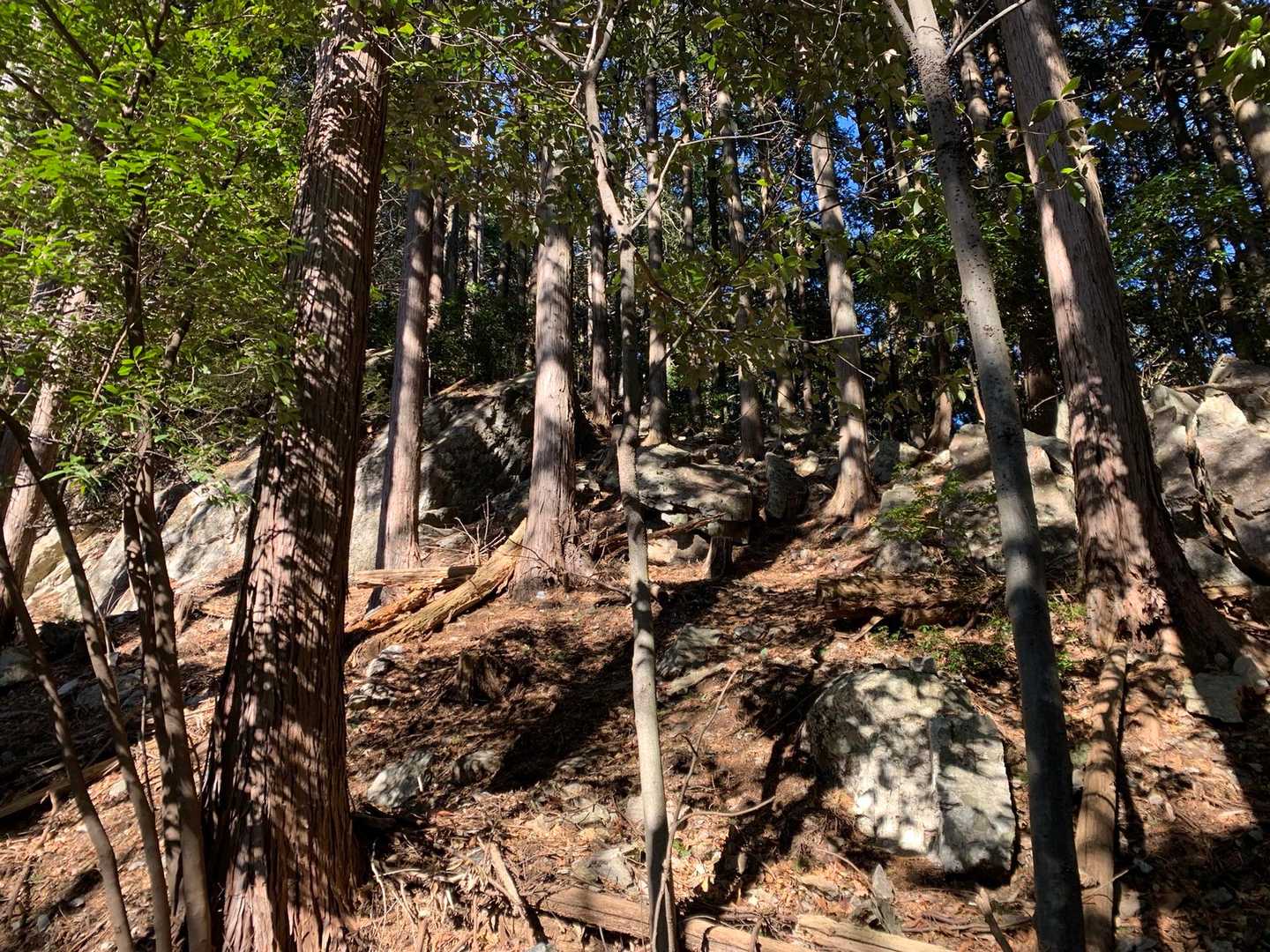 羽賀山-赤坂沢 周回コースの写真
