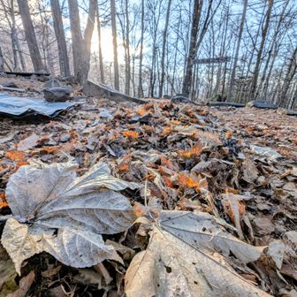 テント張る前に落ち葉を敷いてフカフカに