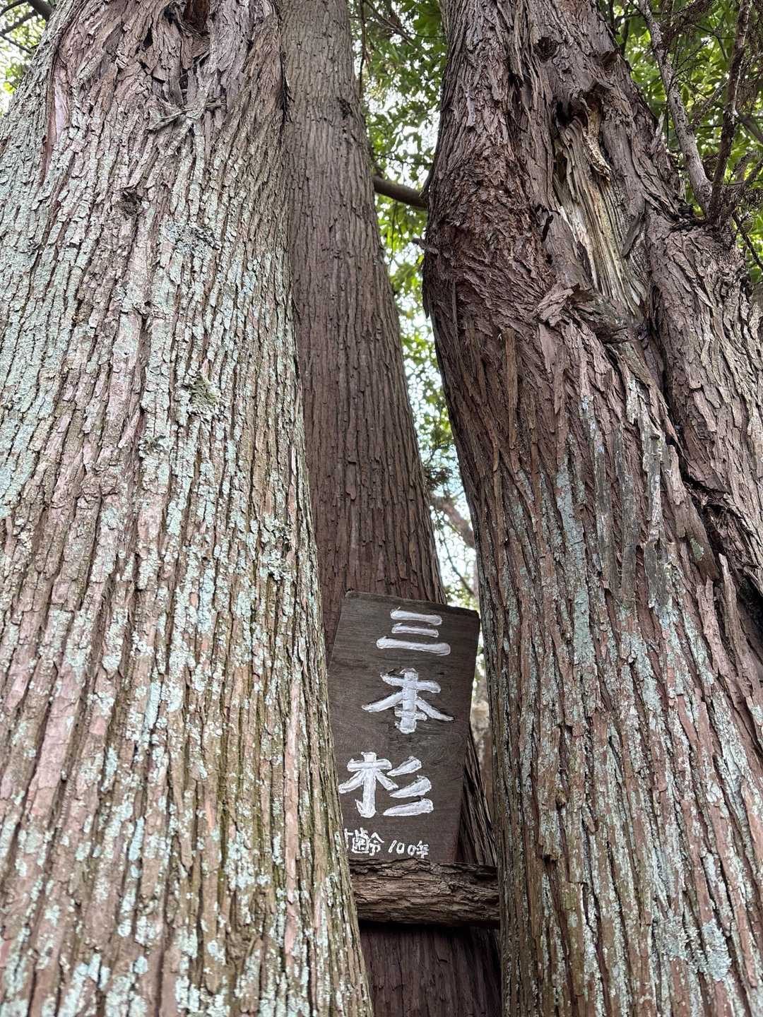 浅間山-賤機山-茶臼山-福成山 往復コースの写真