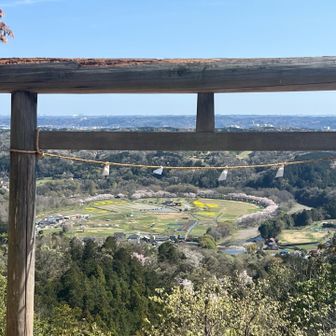鳥居の向こうに丸く桜に囲まれている巾着田が見える🌸