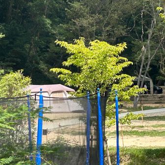 同 キャンプ場🏕️ オートキャンプも可能🉑