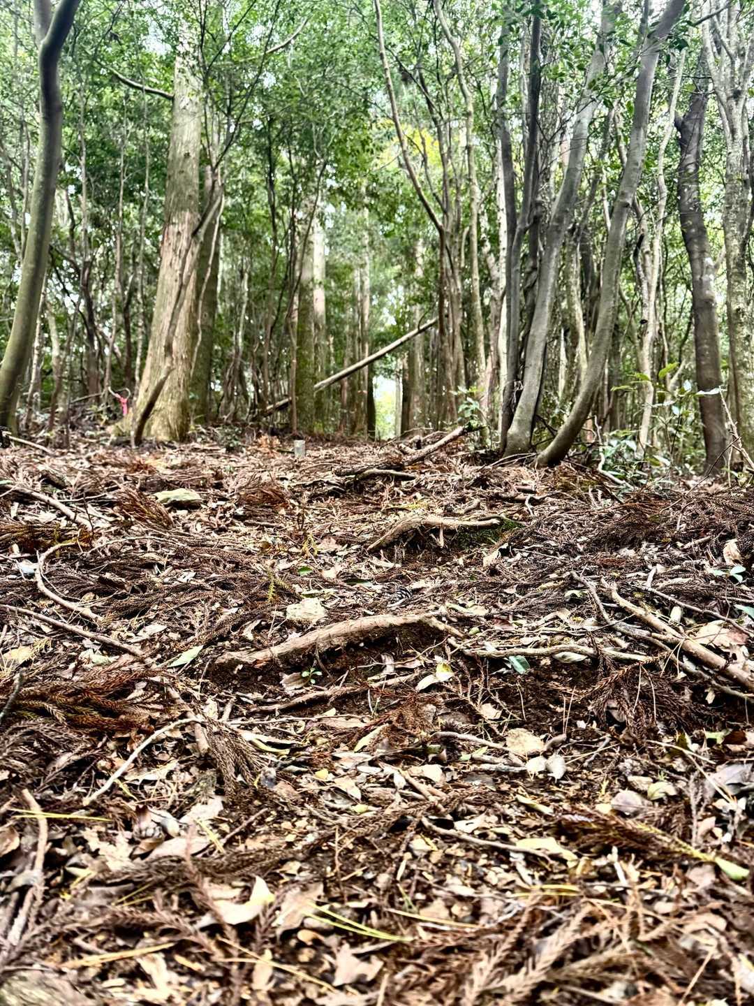 ルートを見失うことはなかったけど、道自体は結構荒れてる
