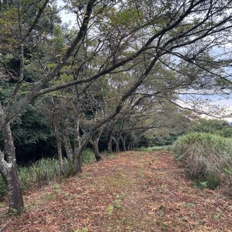 桜並木