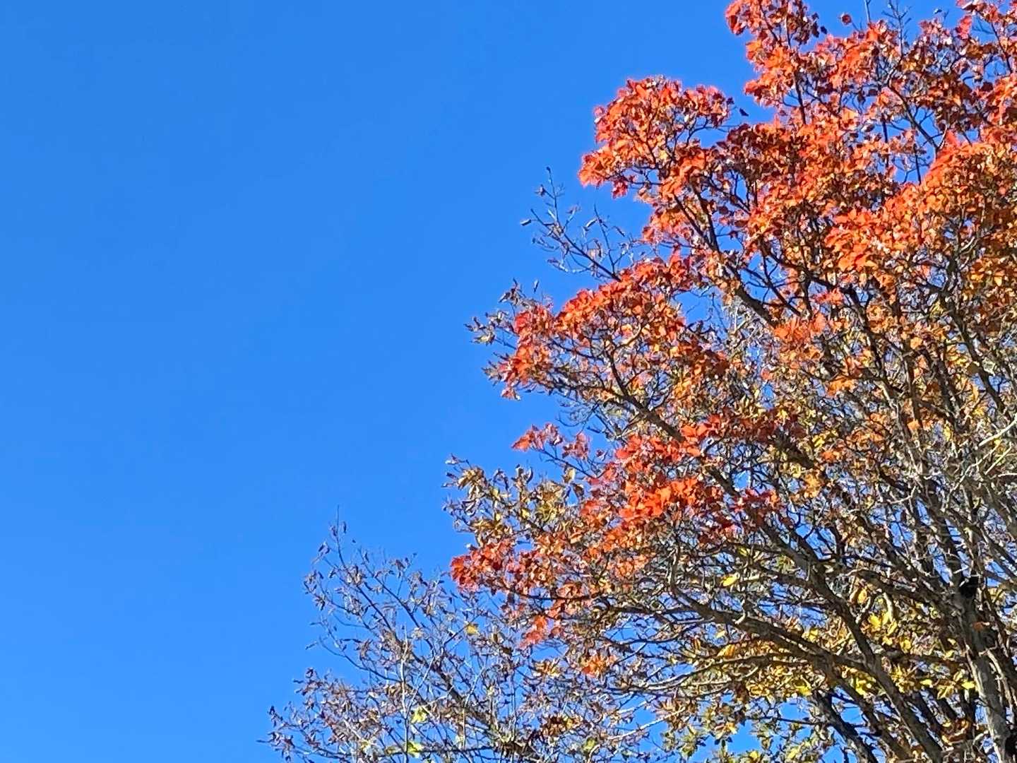 山頂は既に紅葉は終了しているものの
見上げると時折こうして色を添えてくれたり