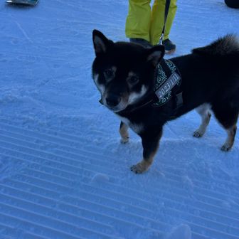 ゲレンデでワンちゃんを連れてるスノーボーダーがいました🏂
滑りながらワンちゃんを走らせてるそうです🐕
明日が3歳の誕生日なんだって🎂
触らせてくれた☺️
可愛かったなぁ、犬飼いたくなっちゃった♡

脚冷たくないのかなぁ🐾
