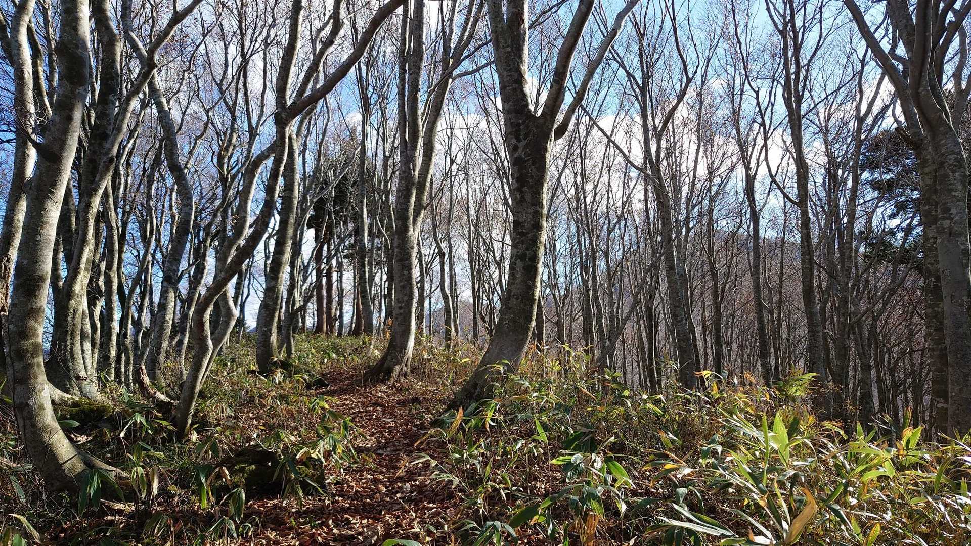前岳山頂直前。
ここで中岳が見えるのも、落葉しているからこそですね！😁