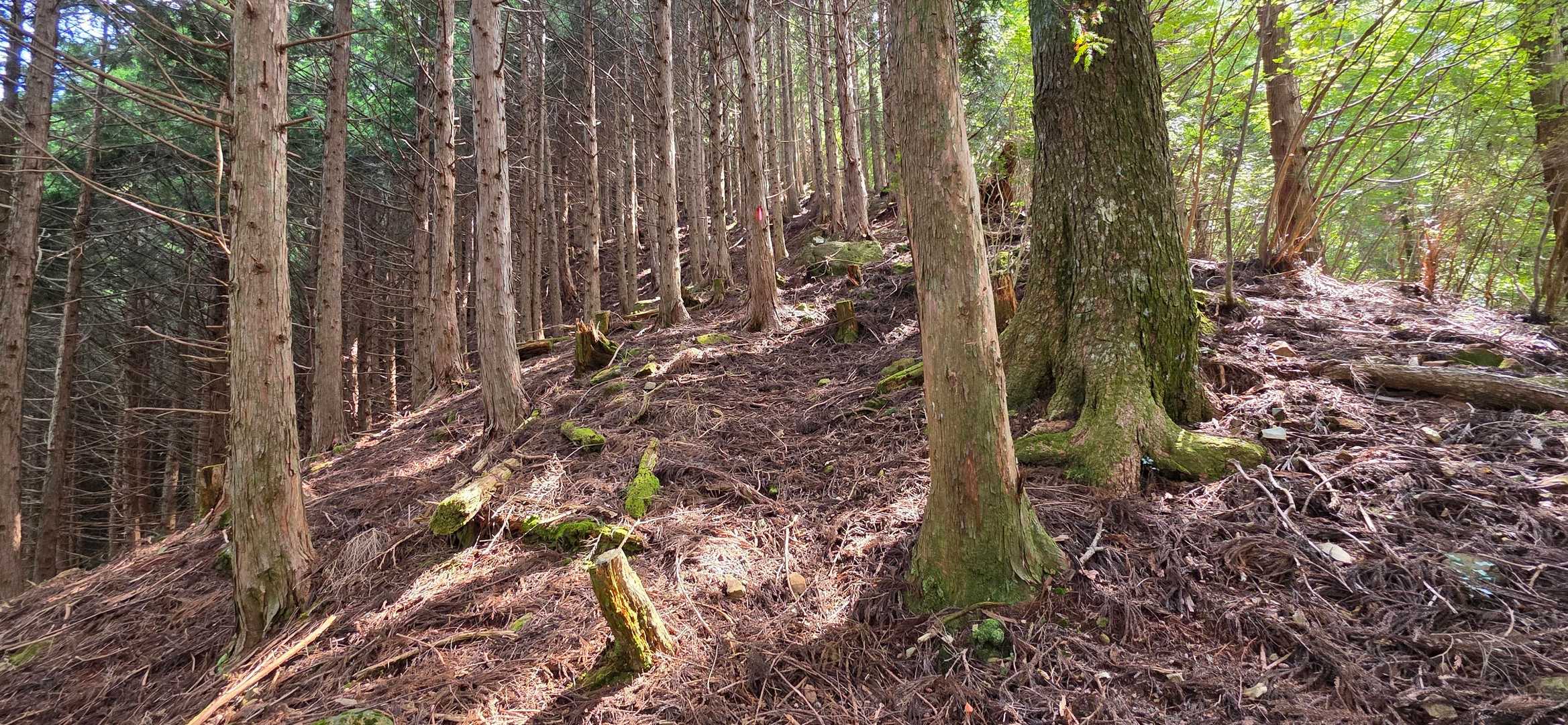 このあたりは明瞭
我慢の登りが続く