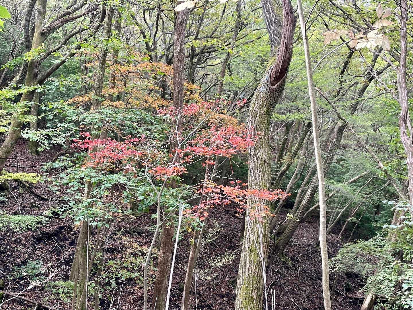 少し紅葉