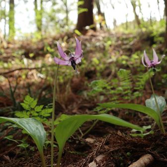 今年は綺麗なカタクリに巡り会ってなかったので嬉しい