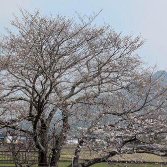 暖かい気温
ソメイヨシノも開花🌸で今年も春がきた😆🙌❗