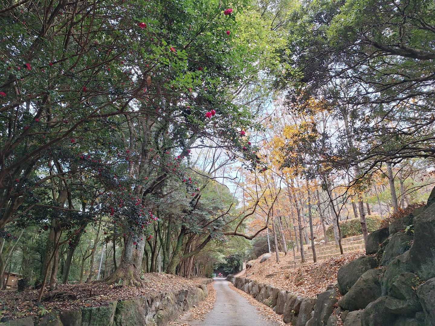 金立教育キャンプ場の横を登ってゆく。