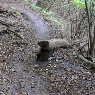 登山道にでっかいツチノコが～！！