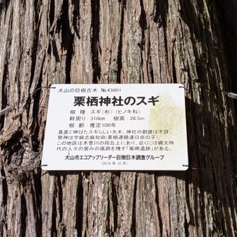 栗栖神社のスギ