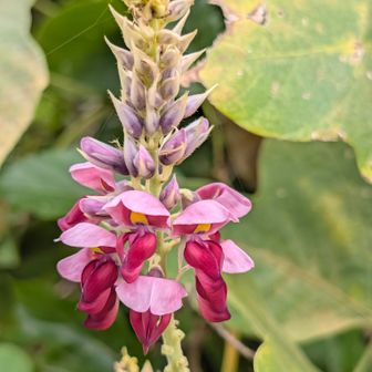 kudzu vine (Pueraria montana var. lobata)