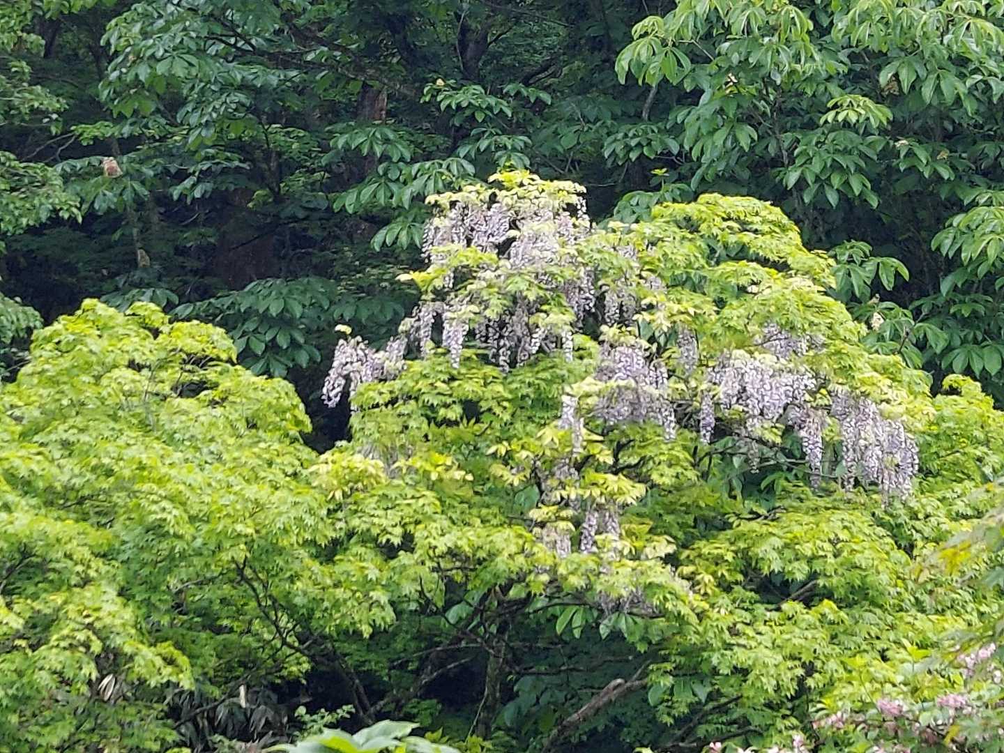 藤の花