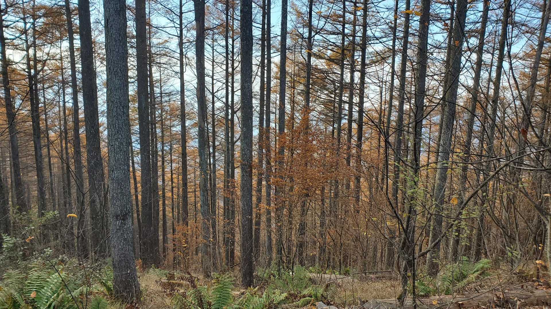 山頂付近は紅葉も終わりだね
でもまたこの唐松がいい感じなんだなぁ✨