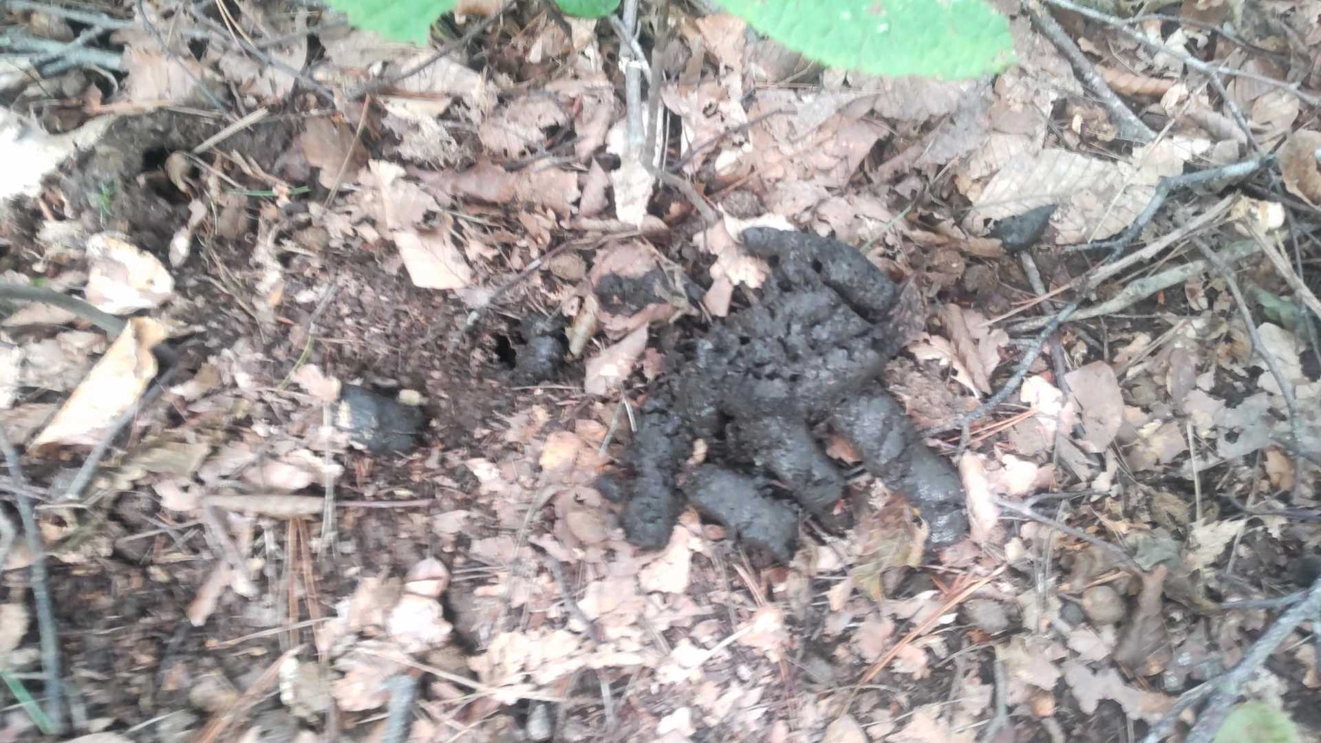 (  -_・)?