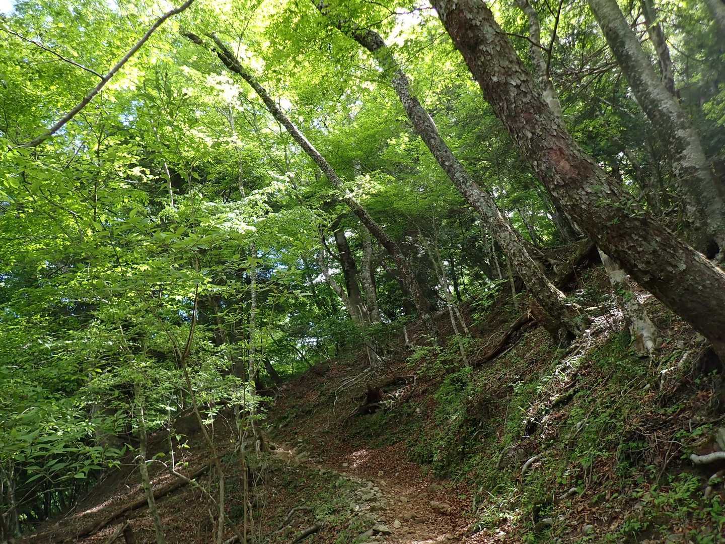 緑の鮮やかさ。