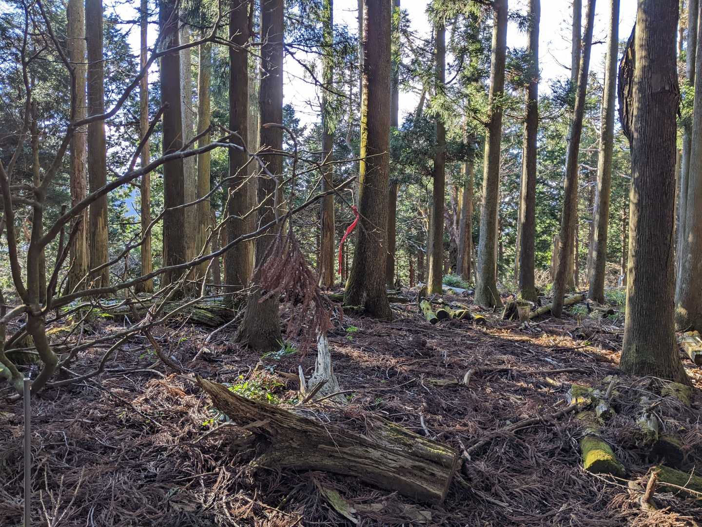 近野山の手前は倒木や落枝が多く道が不鮮明
リボンが山頂の目印？