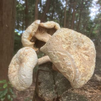 🍄