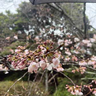 今週末あたり満開か🌸